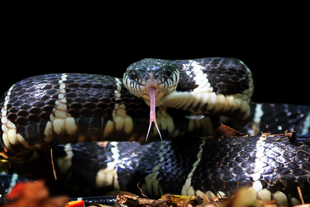 Mangrove snake, boigadendophila, Indonesian snake